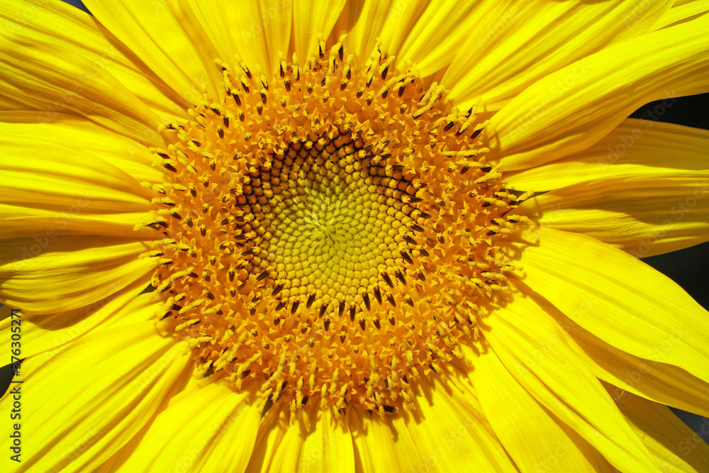 Close-up view of a recently opened sunflower before it develops seeds Close-up view of a recently opened sunflower before it develops seeds