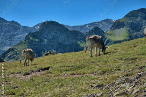 Kuh auf einer Weide auf dem Pizol in der Schweiz 7.8.2020