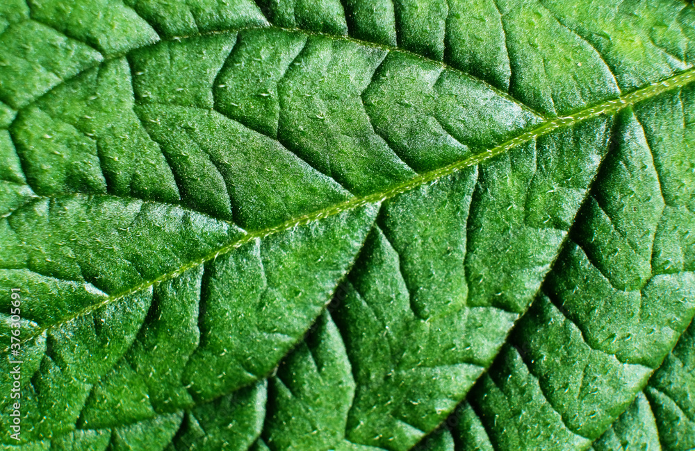 Green Leaf Texture background with light behind. Green Leaf Texture background with light behind.