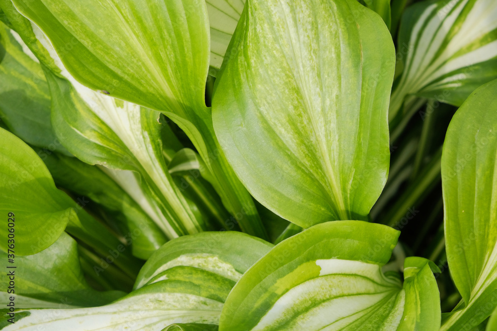Green Leaf Texture background with light behind.