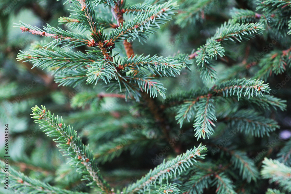 Spruce branch. Beautiful branch of spruce with needles. Christmas tree in nature. Green spruce. Spruce close up. Spruce branch. Beautiful branch of spruce with needles. Christmas tree in nature. Green spruce. Spruce close up.