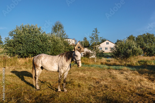 A white horse grazes on a farm pasture in the early morning at sunrise. A well-groomed thoroughbred animal rests and eats in its natural habitat. Wonderful summer and autumn natural landscape
