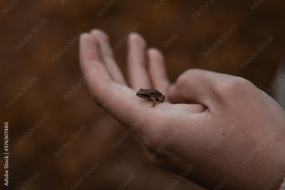 Obraz premium Little frog in hand