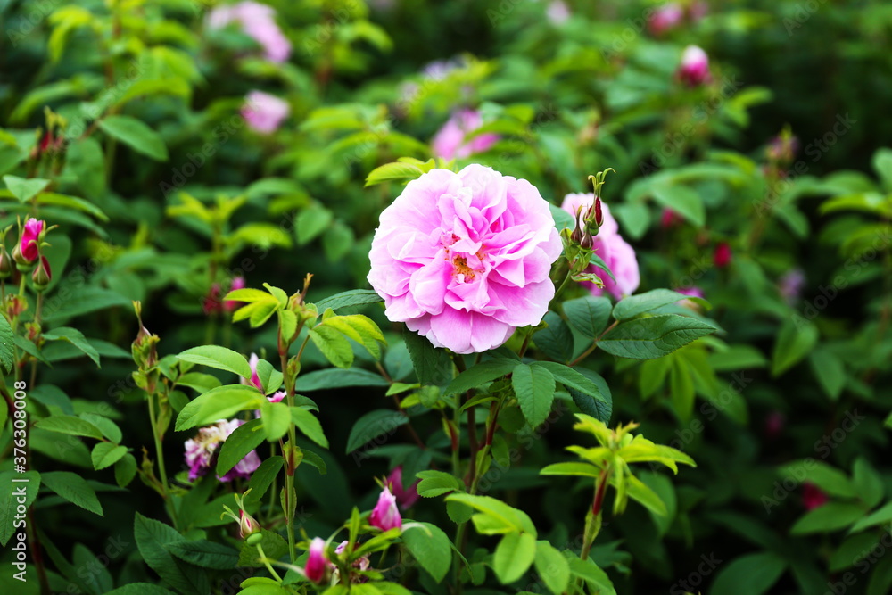 summer background with flower close up summer background with flower close up