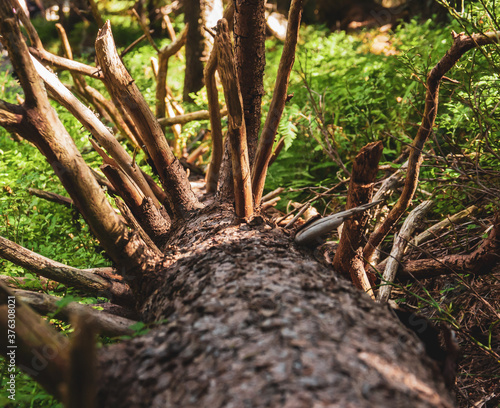 A dead tree lying on the forest ground waiting to be taken away.