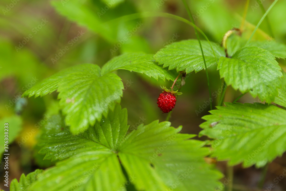 strawberries on a bush in the forest strawberries on a bush in the forest
