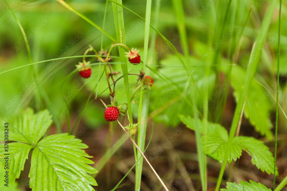strawberries on a bush in the forest strawberries on a bush in the forest