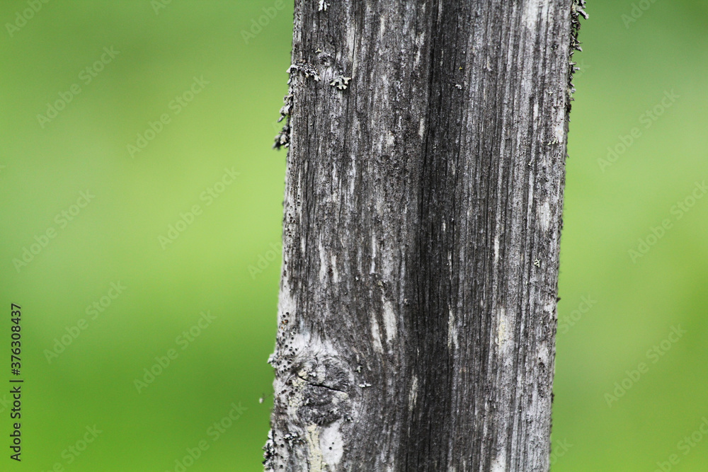 Old wooden texured surface closeup. Moss and relief on surface. Stock photo of old wooden pattern of aged boards with moss. Old wooden texured surface closeup. Moss and relief on surface. Stock photo of old wooden pattern of aged boards with moss.
