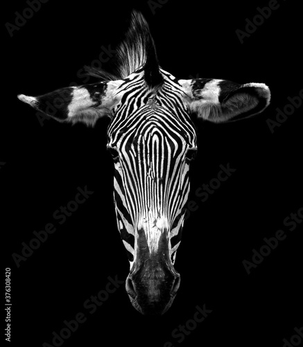Zebra head isolated