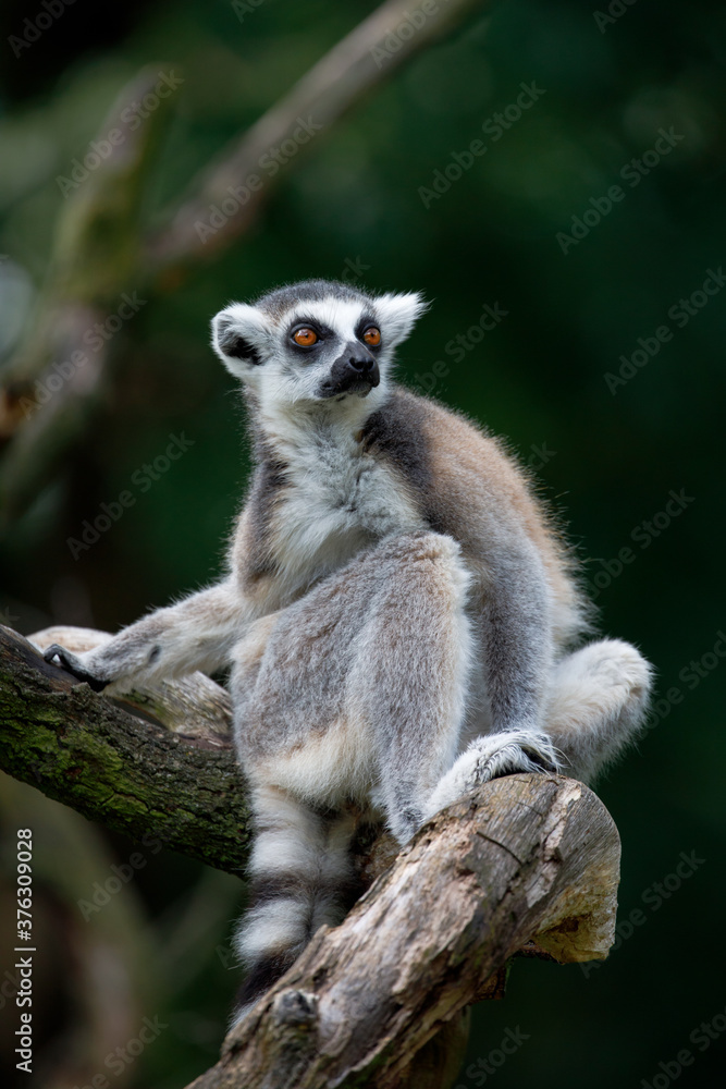 Obraz premium Portret lemur katta, lemur catta, siedzący na gałęzi. Śliczny prymas z pięknymi pomarańczowymi oczami, na białym tle na zielonym tle. Zagrożone zwierzęta. Scena dzikiej przyrody z uroczym ssakiem.