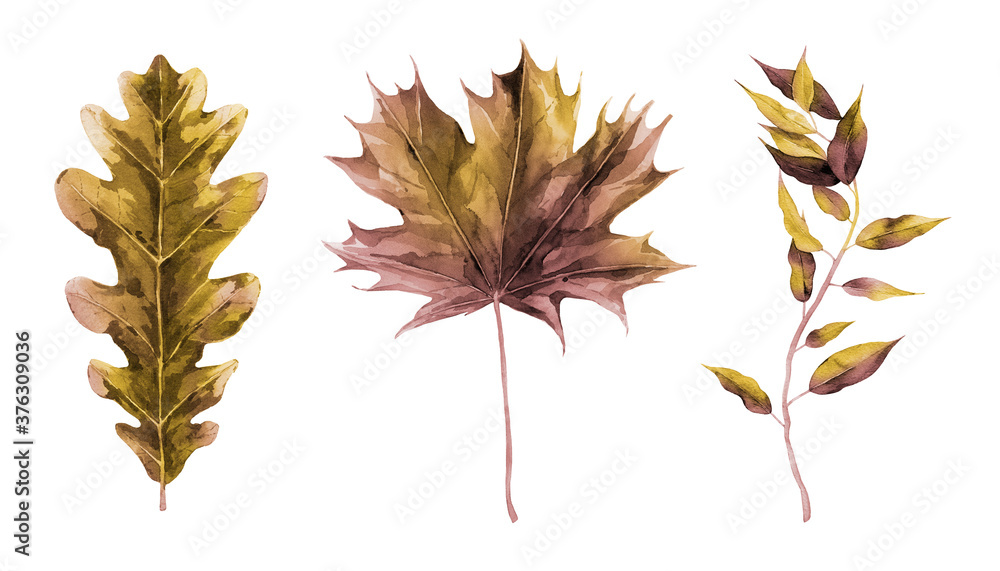 Dried autumn maple and oak foliage. Botanical set. Watercolour illustration isolated on white.