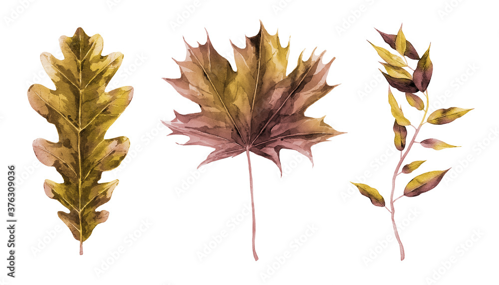 Dried autumn maple and oak foliage. Botanical set. Watercolour illustration isolated on white. Dried autumn maple and oak foliage. Botanical set. Watercolour illustration isolated on white.