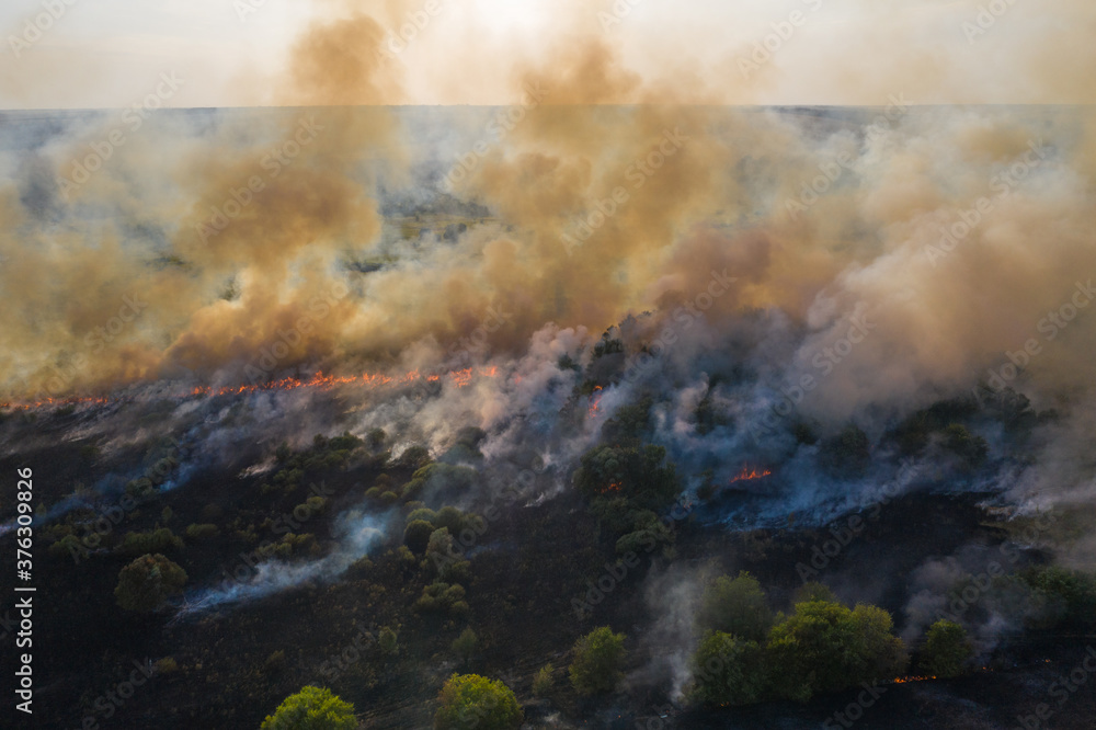 Forest fire, trees burning in dry season. Nature in smoke, wildfire aerial view from drone.