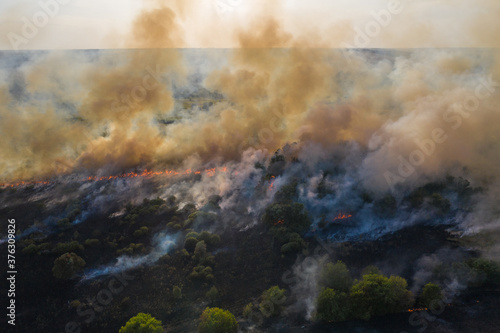 Forest fire  trees burning in dry season. Nature in smoke  wildfire aerial view from drone.