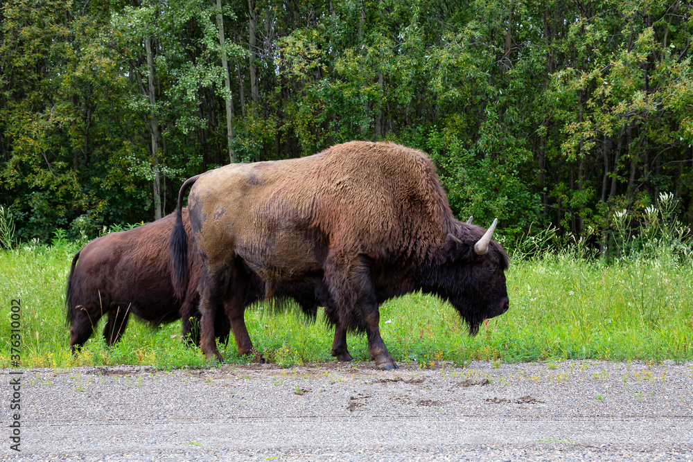 Buffalo walking on grass in Northern Canadian Rockies. Located in British Columbia, Canada.