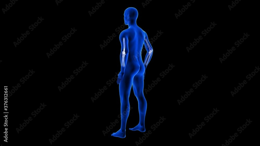 Elbow Pain animation from rear view. Blue Human Anatomy Body 3D Scan render - seamless loop on black background Elbow Pain animation from rear view. Blue Human Anatomy Body 3D Scan render - seamless loop on black background