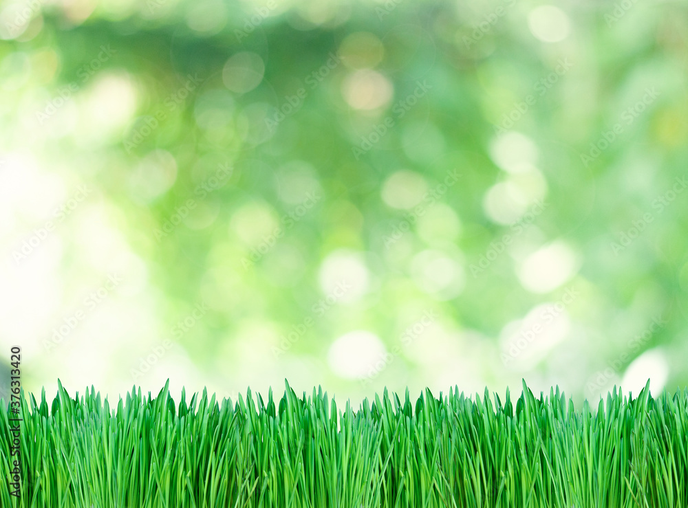green grass on the nature blurred background with bokeh lights