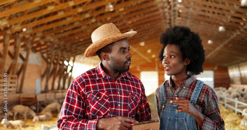 African American young couple of farmers standing together in sheep farm shed, talking and using tablet device. Woman and man watching something on gadget in stable. Male and female workers chatting.
