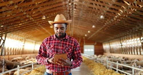Young African American man shepherd in motley shirt and hat walking in shed with cattle animals and using tablet device. Male farmer in stable with sheep tapping on gadget. Worker stepping in barn.