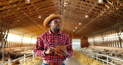 Young African American man shepherd in motley shirt and hat walking in shed with cattle animals and using tablet device. Male farmer in stable with sheep tapping on gadget. Worker stepping in barn.