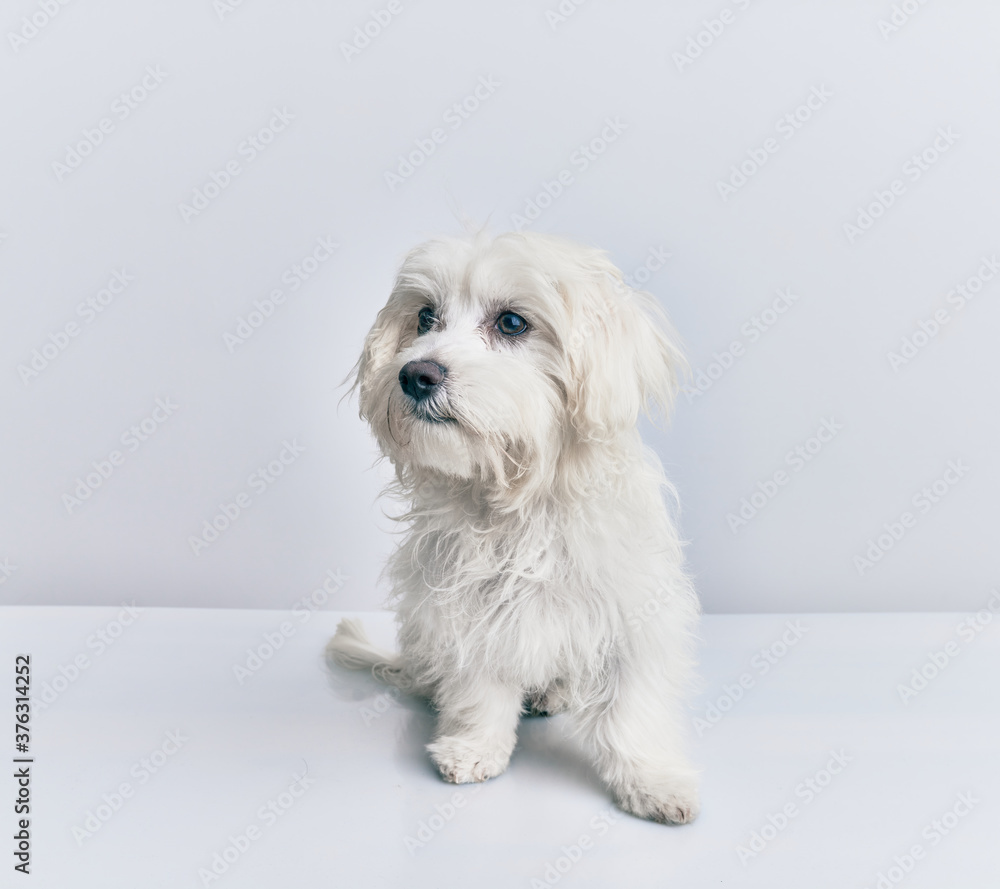 Adorable dog over isolated white background. Adorable dog over isolated white background.