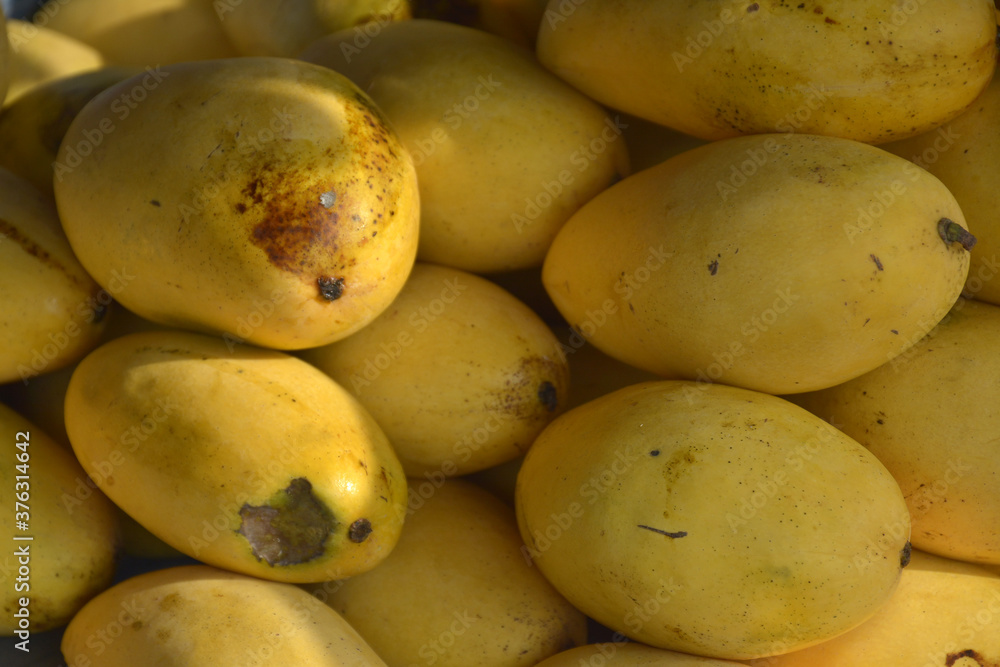 Yellow ripe mangoes display at the market Yellow ripe mangoes display at the market