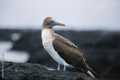 Fotografija Galapagos blue footed booby sitting on a black lava rock