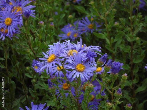 purple flowers in the garden