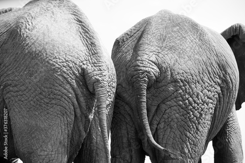 Photography A close up of two Elephant tails (Loxodonta africana) in Kenya