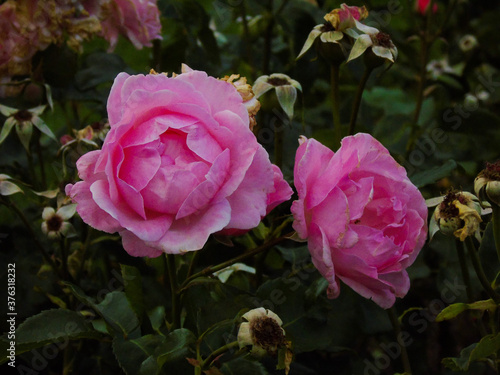 pink rose in garden