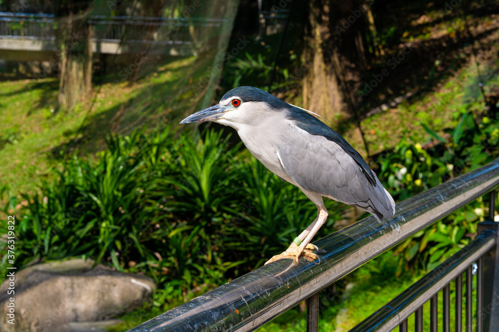 Obraz premium Black-crowned night heron portrait in city park