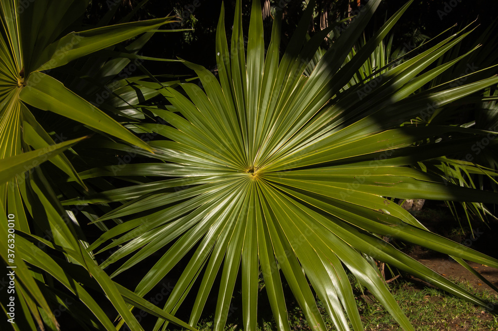 Fototapeta premium The cabbage tree palm, an edible plant also used for medicinal purposes.