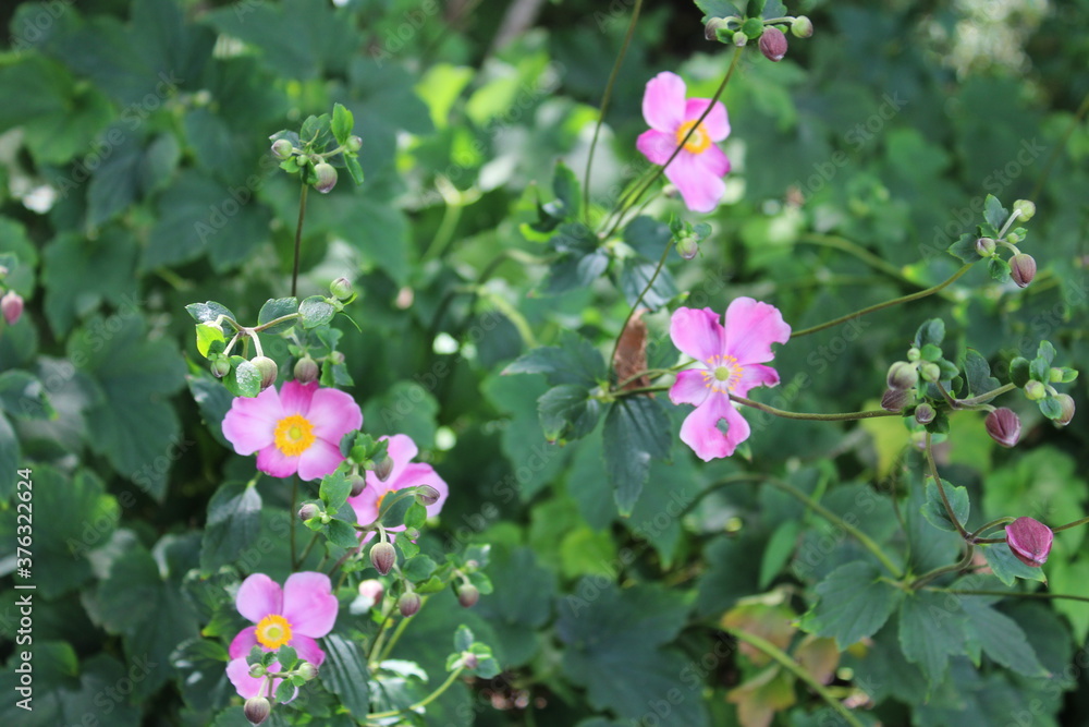 pink and white flowers