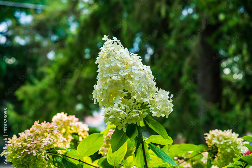 Hydrangea Flower Hydrangea Flower