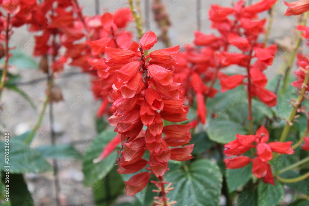 red and yellow flowers