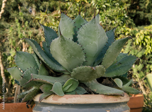 Garden and design. Sculptural succulent plants. Closeup view of an Agave potatorum, also known as Blue Rose, beautiful rosettes and blue thorny leaves, growing in a pot in the garden.  photo