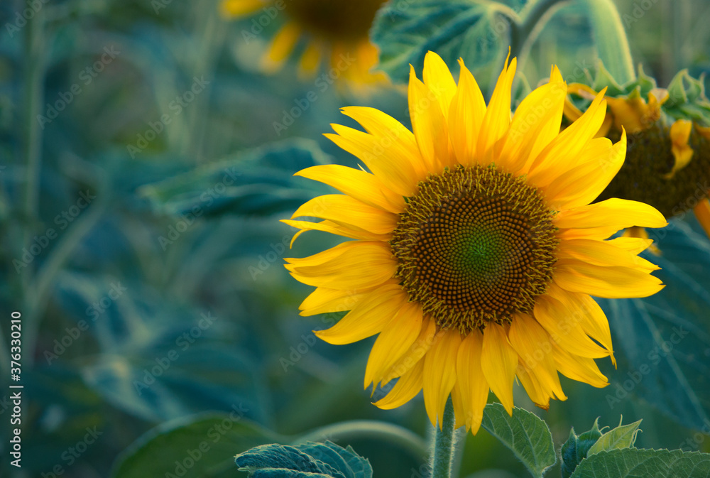 Obraz premium Sunflower
