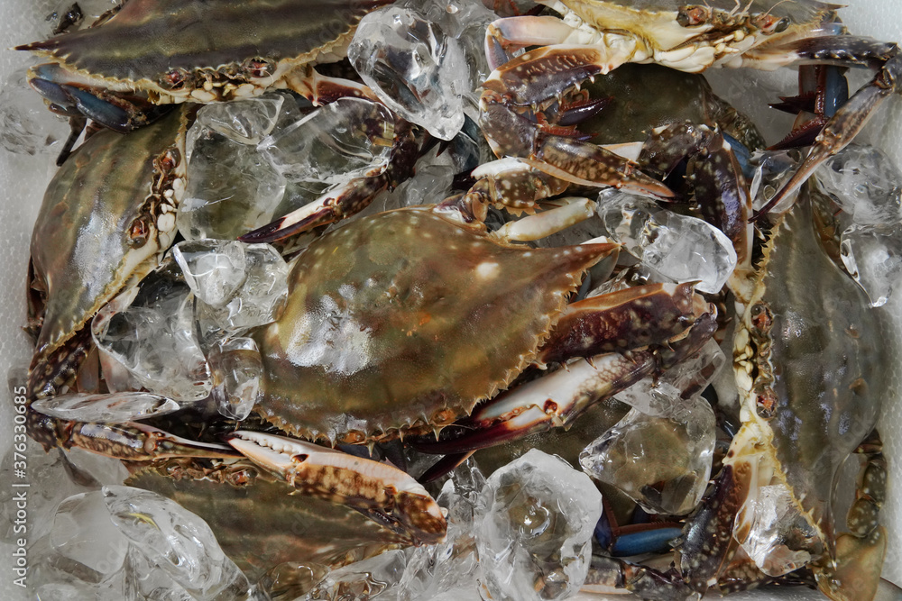 Fresh Crab isolated on white background,Seafood crab on ice