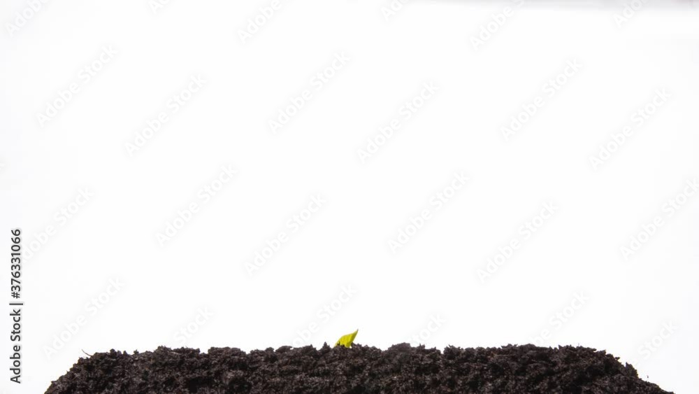 Growing kidney bean time-lapse - in the ground Growing kidney bean time-lapse - in the ground