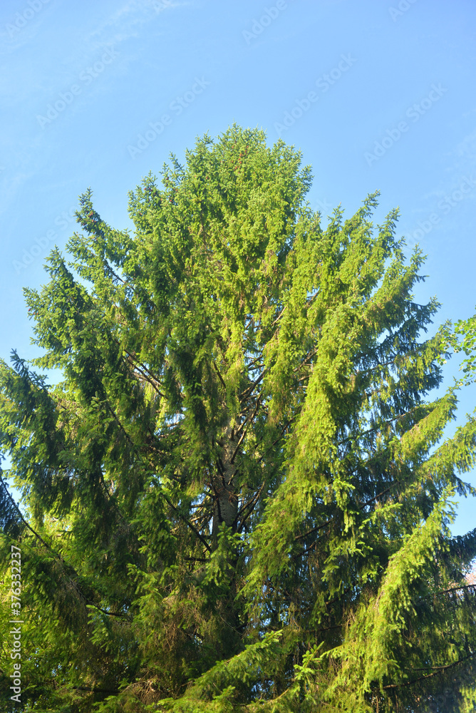 Fir tree at sunny day. Fir tree at sunny day.