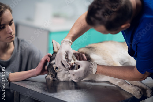 A cute dog having a check up of its teeth at the vets office.