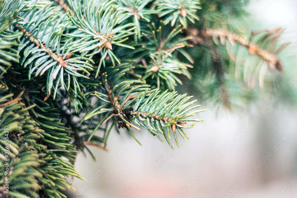 green branch of Christmas tree, New Year background with copy space for text. green branch of Christmas tree, New Year background with copy space for text.