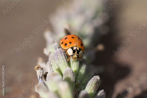 Macro lady bug on lavender 