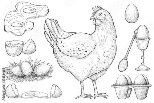 Hen and egg sketch. Chicken and healthy natural farm egg in pack, nest, broken, boiled, omelet sketch design element. Vector vintage hand drawn hen bird and fresh or cooked farm product illustration