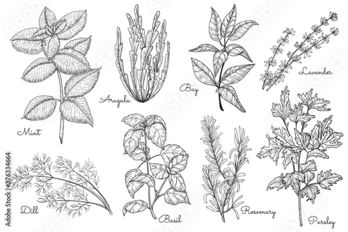 Herbs sketch. Mint, arugula, bay, dill, basil, rosemary, parsley, savender herbal diversity. Vector hand drawn organic healing herbs illustration. Lettering engraved icon isolated set on white