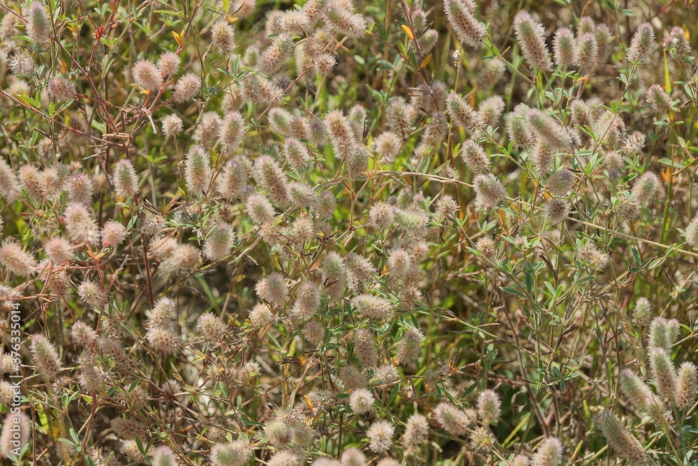 natural texture with wild green plants and gray fluffy buds in the field natural texture with wild green plants and gray fluffy buds in the field