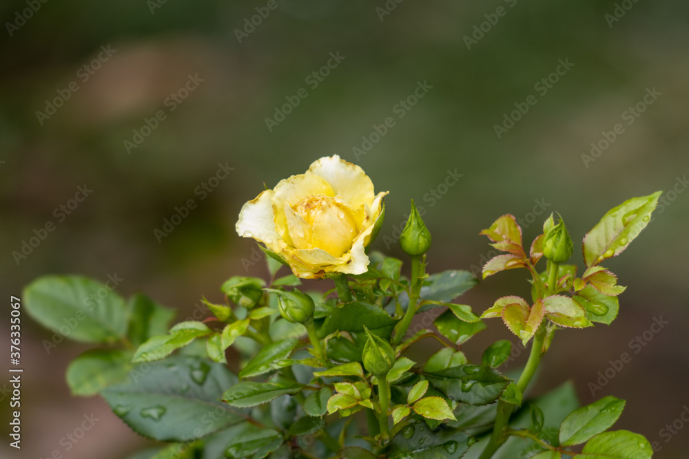 Rosa amarilla Rosa amarilla