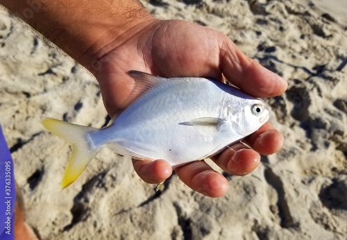 Holding a small pompano fish
