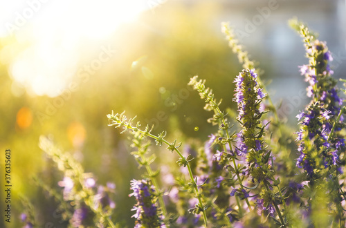 Many beautiful blooming hyssop plants outdoors, closeup photo