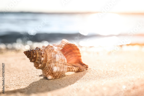 Beautiful exotic sea shell on sunlit sandy beach